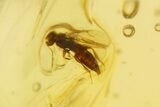 Polished Colombian Copal ( g) - Contains Flies and Wasp! #281378-1